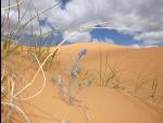 0620-Coral_Pink_Sand_Dunes-2014