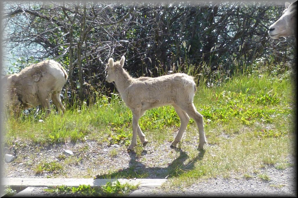 0755-Banff_Goats