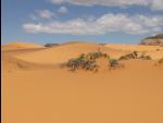 0630-Coral_Pink_Sand_Dunes-2014